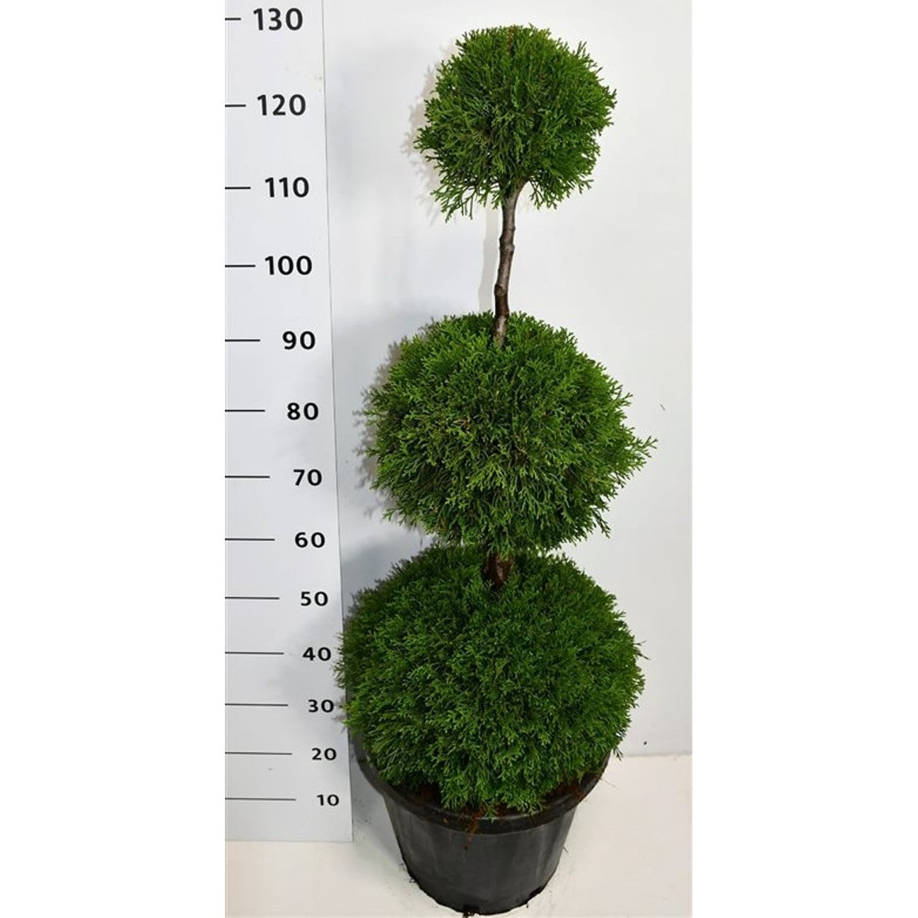 Thuja – Thuja occidentalis 'Smaragd' - C25 80-100 cm. Triobol